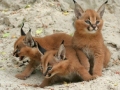 caracal1