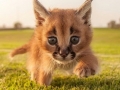 caracal2