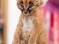 caracal3