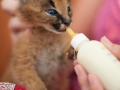 caracal4