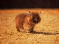 caracal5
