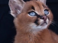 caracal8