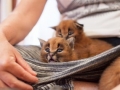 caracal9