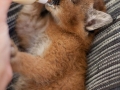 caracalb