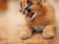 caracalc