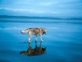 Siberian-Husky-on-a-Frozen-Lake-2.jpg