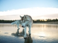 Siberian-Husky-on-a-Frozen-Lake-3.jpg