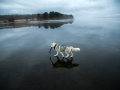 Siberian-Husky-on-a-Frozen-Lake-4.jpg
