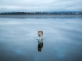 Siberian-Husky-on-a-Frozen-Lake-5.jpg