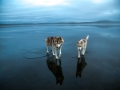 Siberian-Husky-on-a-Frozen-Lake-6.jpg