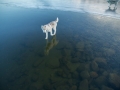 Siberian-Husky-on-a-Frozen-Lake-7.jpg