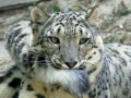 snow_leopard1