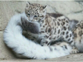snow_leopard2