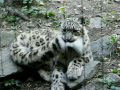 snow_leopard3