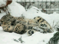 snow_leopard4