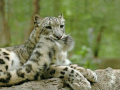 snow_leopard5