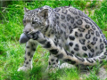 snow_leopard6
