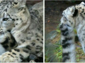 snow_leopard8