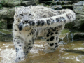 snow_leopard9