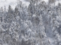 105158 Snowvember aeria#101