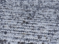 105158 Snowvember aeria#112