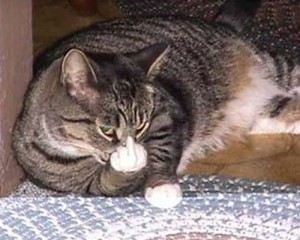 Cat with an Attitude