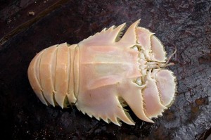 Shovel Nosed Lobster