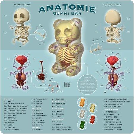 Gummie Bear Anatomy