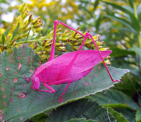Pink Katydid