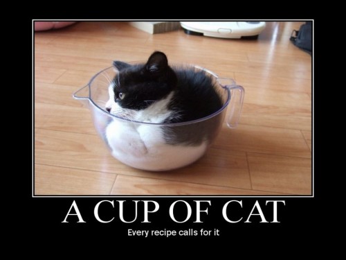 A Cup of Cat - Every Recipe Calls For It
