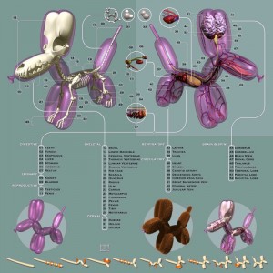 Anatomy of a Balloon Dog