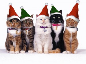 Christmas Kitties
