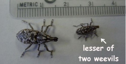 Lesser of two weevils