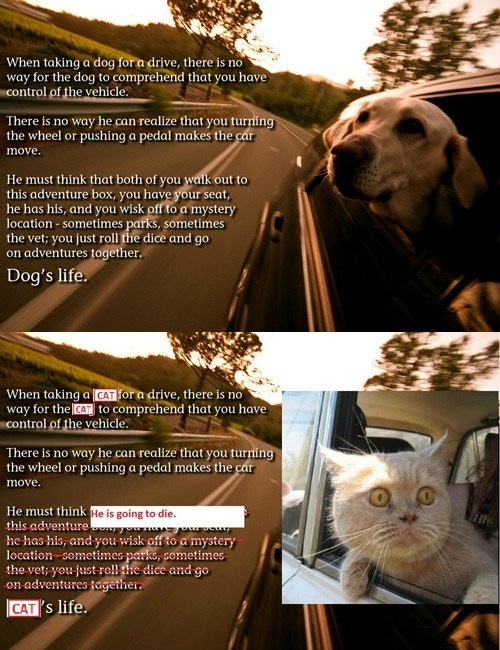 Dog's life vs Cat's life