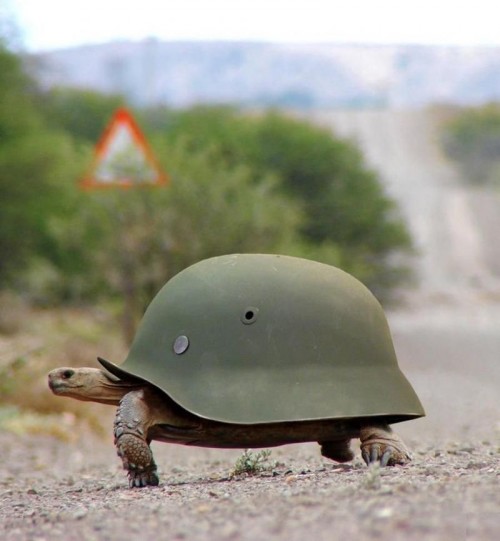 Military Turtle