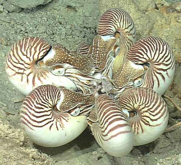 Nautiluses Eating