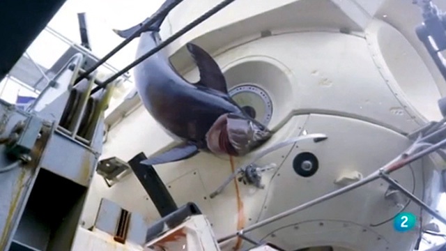 Swordfish pierces deep sea submarine