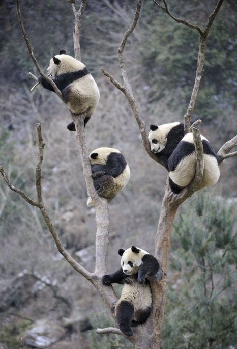 A Panda Tree