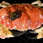 Tasmanian Crab