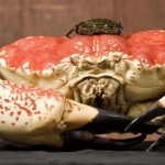 Tasmanian Crab