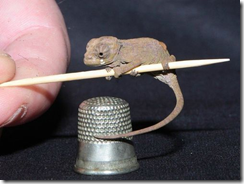 Johnston's chameleon2