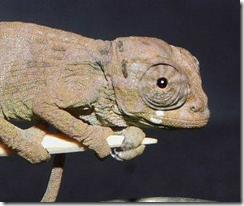 Johnston's chameleon