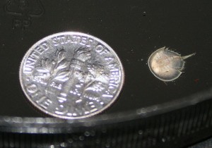 Tiny Horseshoe Crab