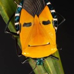 Family Pentatomoidea