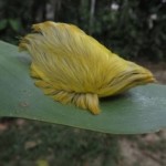 Megalopyge opercularis