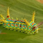 Calcarifera ordinate