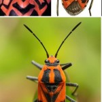 Oncopeltus fasciatus 