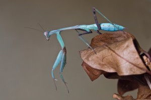 Blue Mantis