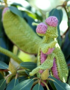 Knit Mantis