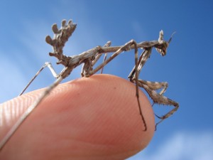Konikafa Mantis